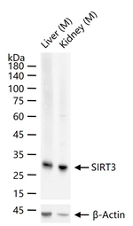 SIRT3 Recombinant Rabbit Monoclonal Antibody (2B6)