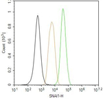 SNAIL Antibody in Flow Cytometry (Flow)