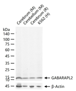 GABARAPL2 Recombinant Rabbit Monoclonal Antibody (14D2)