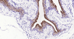 UPK3A Antibody in Immunohistochemistry (Paraffin) (IHC (P))