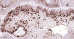UPK3A Antibody in Immunohistochemistry (Paraffin) (IHC (P))