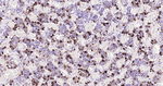 FSH beta Antibody in Immunohistochemistry (Paraffin) (IHC (P))