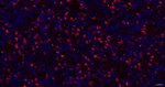 FSH beta Antibody in Immunohistochemistry (Paraffin) (IHC (P))