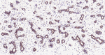 eIF2b epsilon Recombinant Rabbit Monoclonal Antibody (4B15)