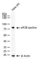 eIF2b epsilon Antibody in Western Blot (WB)