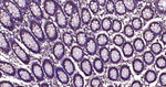 GPI Antibody in Immunohistochemistry (Paraffin) (IHC (P))