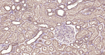 GPI Antibody in Immunohistochemistry (Paraffin) (IHC (P))