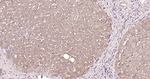 GPI Antibody in Immunohistochemistry (Paraffin) (IHC (P))