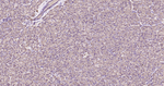 GPI Recombinant Rabbit Monoclonal Antibody (3A14)