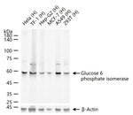 GPI Antibody in Western Blot (WB)