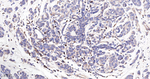 M-CSF Antibody in Immunohistochemistry (Paraffin) (IHC (P))