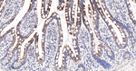 M-CSF Recombinant Rabbit Monoclonal Antibody (6D7)