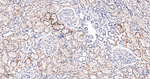 M-CSF Antibody in Immunohistochemistry (Paraffin) (IHC (P))