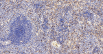 M-CSF Antibody in Immunohistochemistry (Paraffin) (IHC (P))