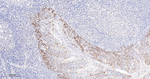 M-CSF Antibody in Immunohistochemistry (Paraffin) (IHC (P))