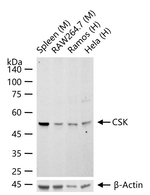 CSK Recombinant Rabbit Monoclonal Antibody (7H2)