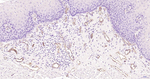 Claudin 5 Recombinant Rabbit Monoclonal Antibody (10H8)