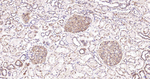 Claudin 5 Antibody in Immunohistochemistry (Paraffin) (IHC (P))