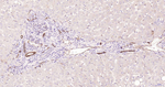 Claudin 5 Antibody in Immunohistochemistry (Paraffin) (IHC (P))