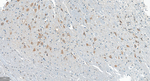 GABARAP Antibody in Immunohistochemistry (Paraffin) (IHC (P))