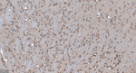 GABARAP Antibody in Immunohistochemistry (Paraffin) (IHC (P))