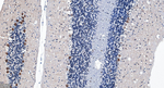 GABARAP Antibody in Immunohistochemistry (Paraffin) (IHC (P))