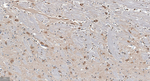 GABARAP Antibody in Immunohistochemistry (Paraffin) (IHC (P))