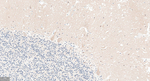 GABARAP Antibody in Immunohistochemistry (Paraffin) (IHC (P))