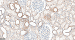 GABARAP Antibody in Immunohistochemistry (Paraffin) (IHC (P))