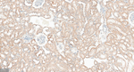 GABARAP Antibody in Immunohistochemistry (Paraffin) (IHC (P))