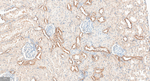 GABARAP Antibody in Immunohistochemistry (Paraffin) (IHC (P))