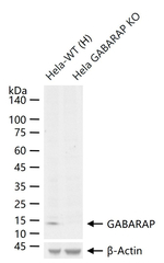 GABARAP Antibody in Western Blot (WB)