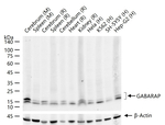 GABARAP Antibody in Western Blot (WB)
