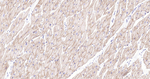 Dystrophin Antibody in Immunohistochemistry (Paraffin) (IHC (P))