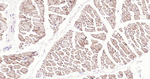 Dystrophin Antibody in Immunohistochemistry (Paraffin) (IHC (P))