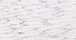 Dystrophin Antibody in Immunohistochemistry (Paraffin) (IHC (P))