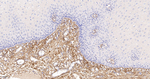 Collagen VI Antibody in Immunohistochemistry (Paraffin) (IHC (P))