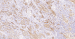 Collagen VI Recombinant Rabbit Monoclonal Antibody (4D10)