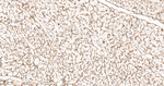 Collagen VI Antibody in Immunohistochemistry (Paraffin) (IHC (P))