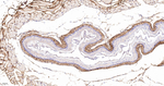 Collagen VI Antibody in Immunohistochemistry (Paraffin) (IHC (P))