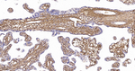 Collagen VI Antibody in Immunohistochemistry (Paraffin) (IHC (P))