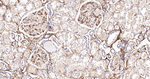 Collagen VI Antibody in Immunohistochemistry (Paraffin) (IHC (P))