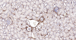 Collagen VI Antibody in Immunohistochemistry (Paraffin) (IHC (P))