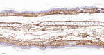Collagen VI Antibody in Immunohistochemistry (Paraffin) (IHC (P))