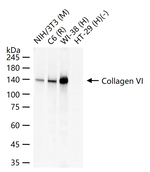Collagen VI Antibody in Western Blot (WB)