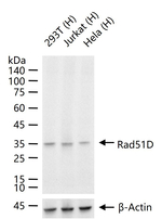 RAD51D Antibody in Western Blot (WB)