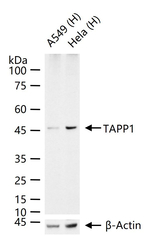 TAPP1 Antibody in Western Blot (WB)