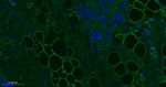 Perilipin 1 Recombinant Rabbit Monoclonal Antibody (18A6)