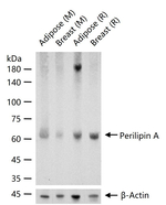 Perilipin 1 Antibody in Western Blot (WB)