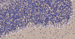 Aquaporin 4 Antibody in Immunohistochemistry (Paraffin) (IHC (P))